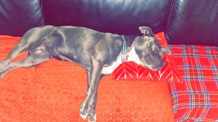 Adopter Ruby