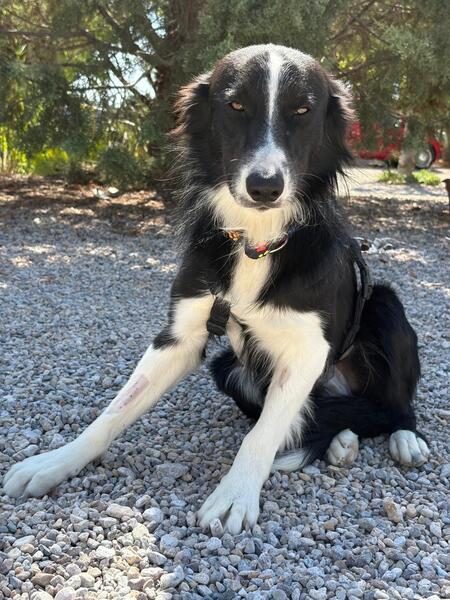 Adopter Giorgi
