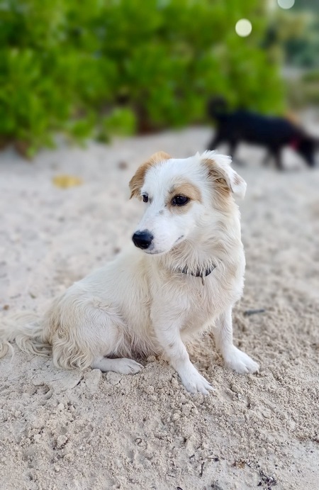 Adopter DOLCE