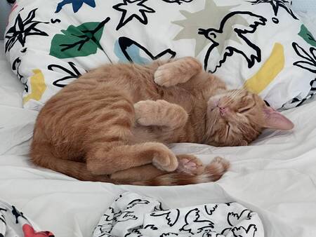 Adopter Lola