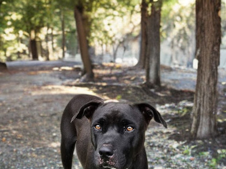 Adopter Saphira