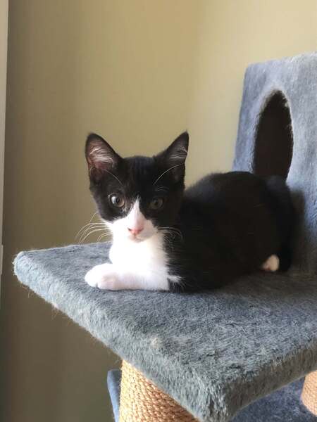 Adopter Rubin