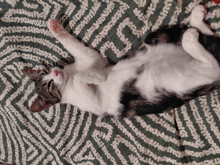 Adopter Griotte