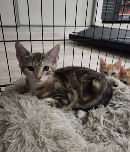 Adopter CRACOTTE