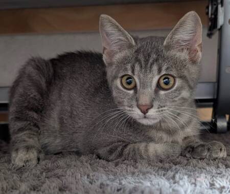 Adopter Cendro