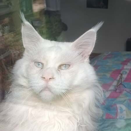 Adopter DIEGO