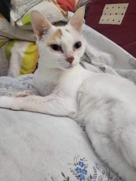 Adopter SAPHIRA