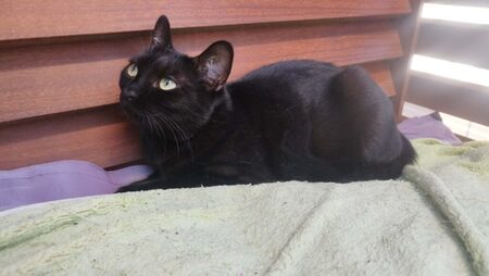 Adopter Arwen