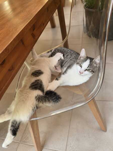 Adopter Bentley