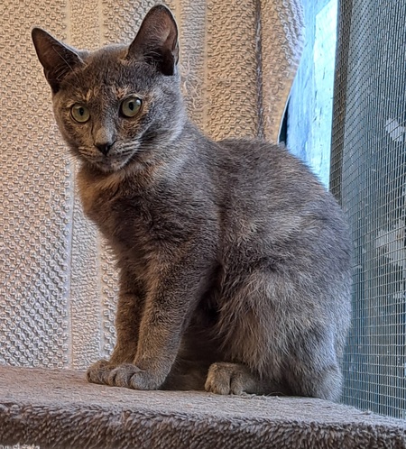 Adopter Cleopatre
