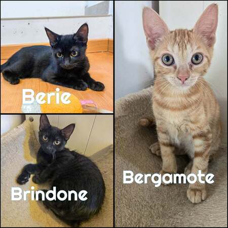 Adopter BERIE