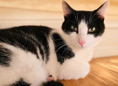 Adopter Loopy