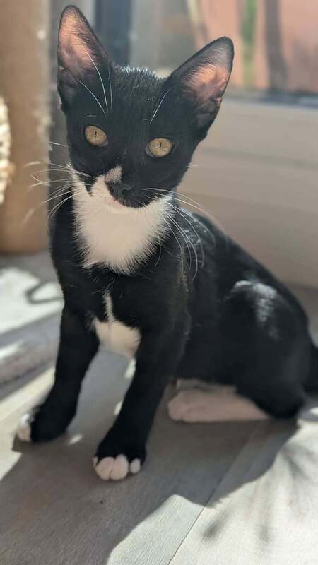Adopter Binx