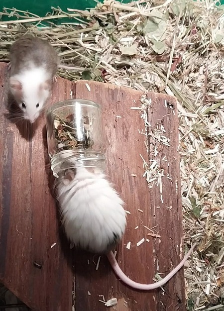 Adopter Ficelle Brindille & Boulette
