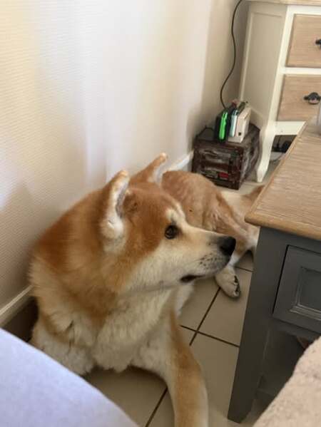 Adopter Satsu