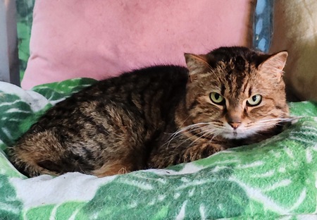 Adopter Choupette