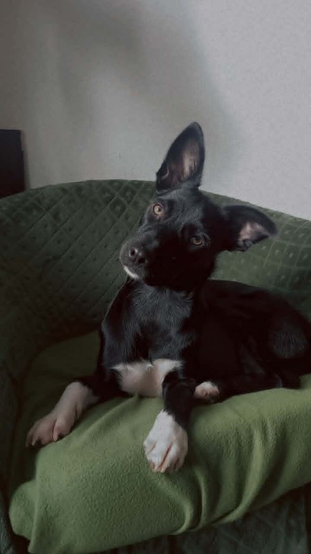 Adopter FREYA