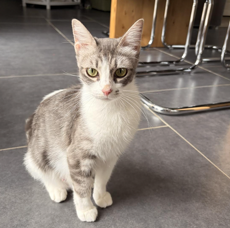 Adopter Ana
