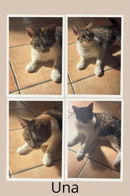 Adopter UNA