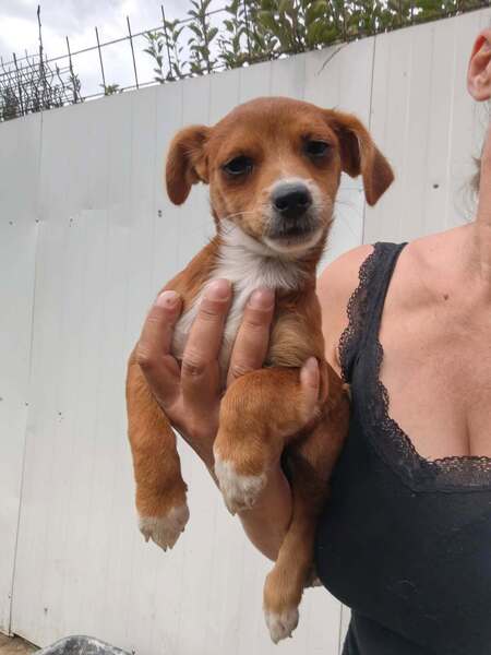 Adopter Shizen