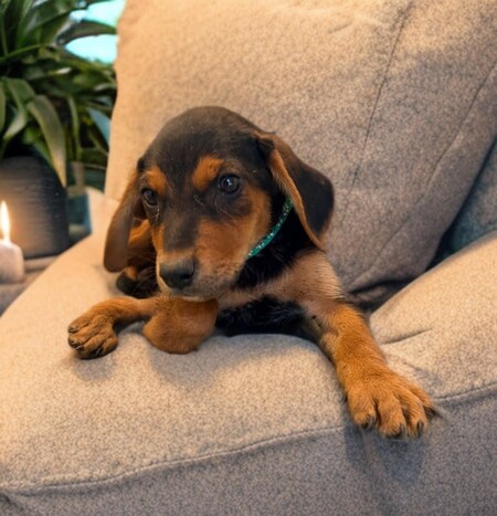 Adopter Tyson