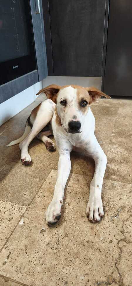 Adopter Savea