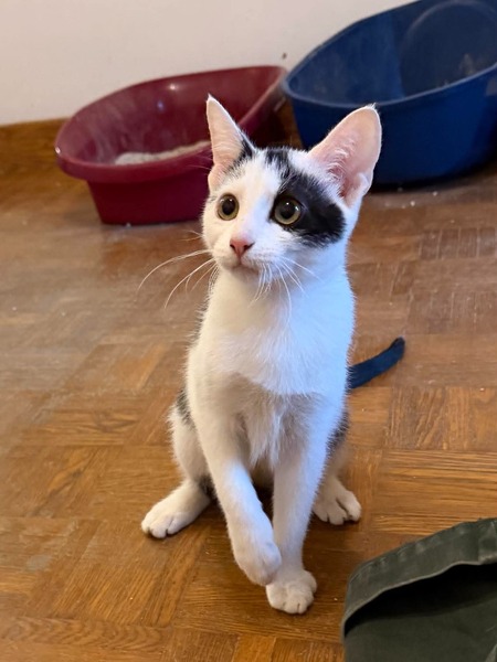 Adopter Pirouette