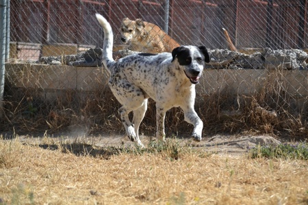 Adopter HARO