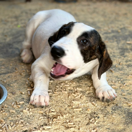Adopter ELIOS