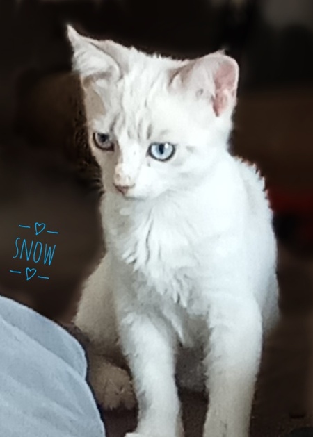 Adopter SNOW