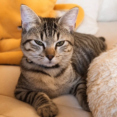 Adopter Crispy