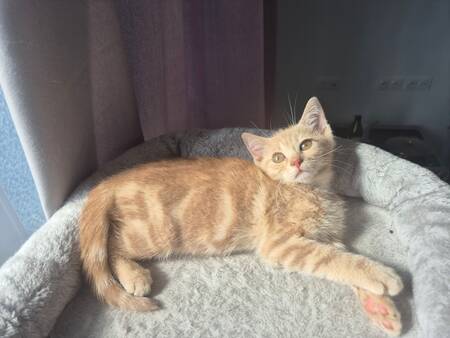 Adopter Biscotte