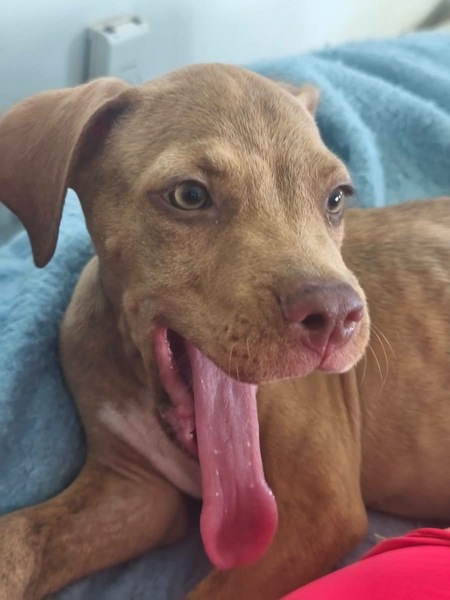Adopter Bubble