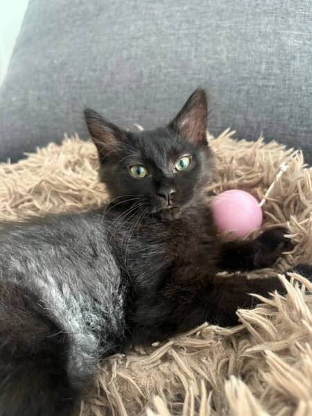 Adopter Lisette