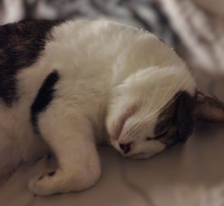 Adopter Dofi