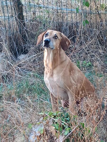 Adopter Andgie