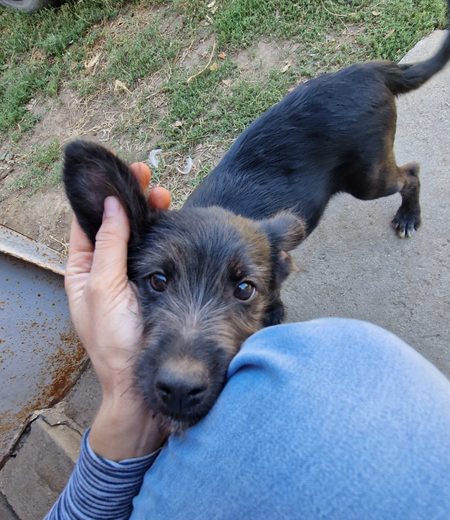 Adopter Lisho