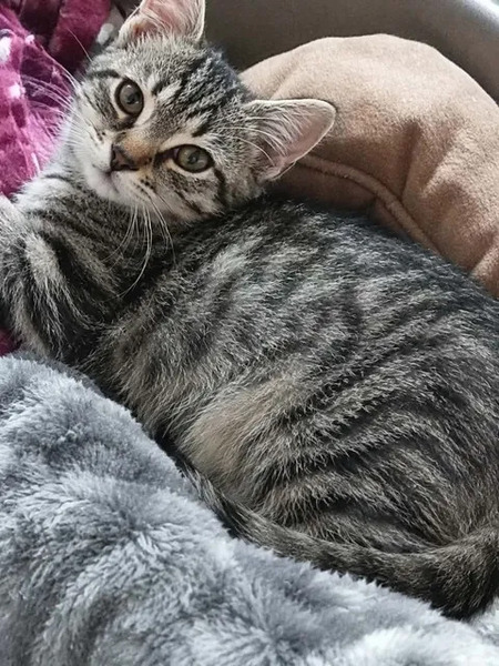 Adopter Scoubidou