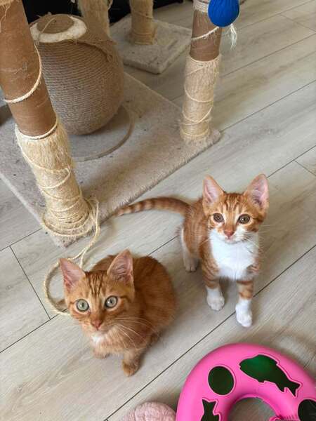 Adopter Baku et Baloo
