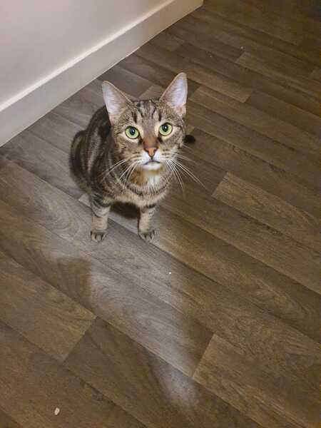 Adopter Lilo