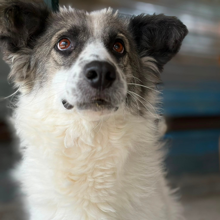 Adopter JOKIA