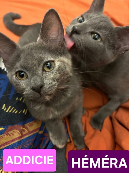 Adopter Addicie et Héméra 