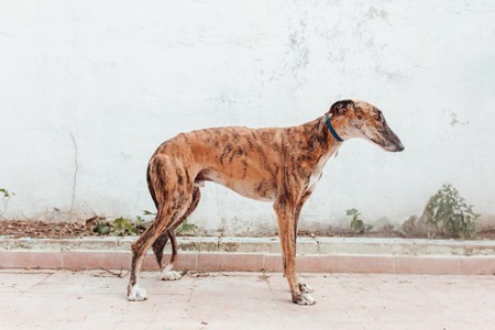 Adopter Juqueton