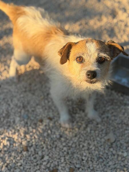 Adopter Pitufa