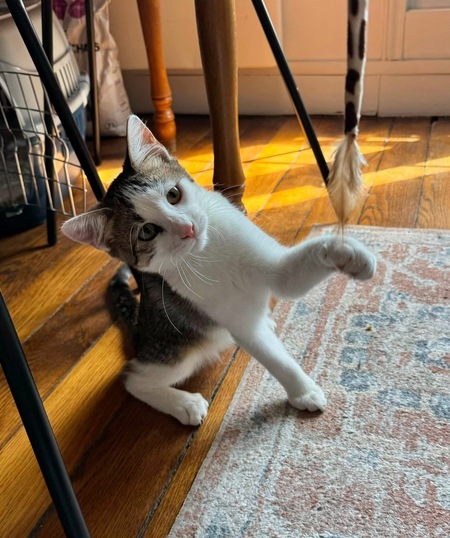 Adopter RODÉO 