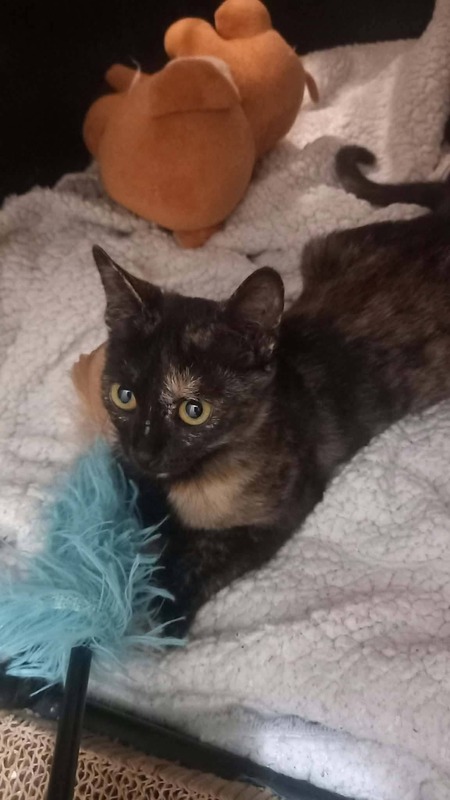 Adopter Féline