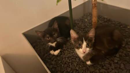 Adopter Martini