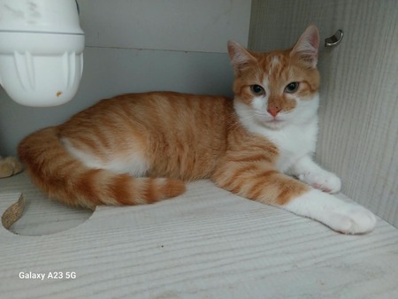 Adopter Bristol 