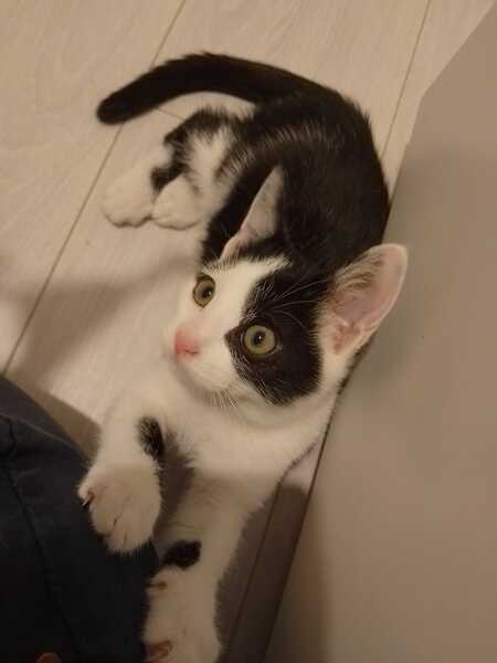 Adopter Cole