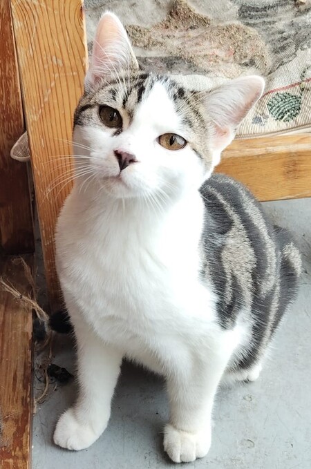 Adopter Berlioz 